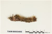 藏品(青苔科)的圖片